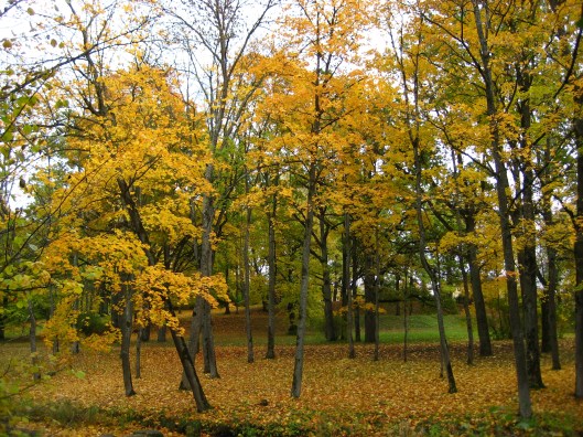 rudens koki Iecavas parkā